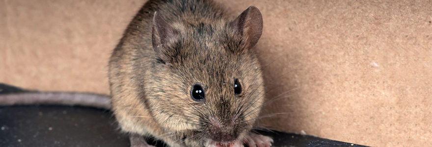 prévenir une invasion de souris