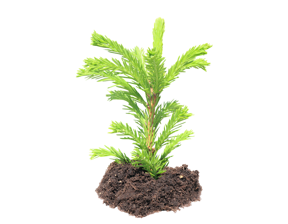 soins appropriés aux plantes
