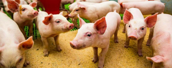 Alimentation des porcins