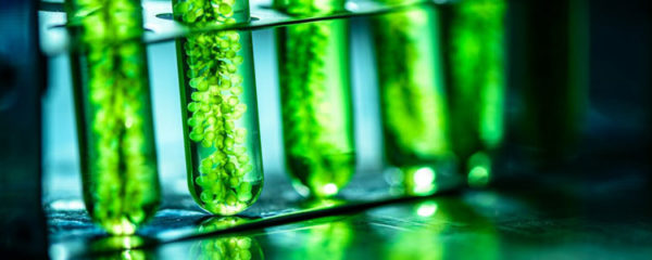 Des microalgues