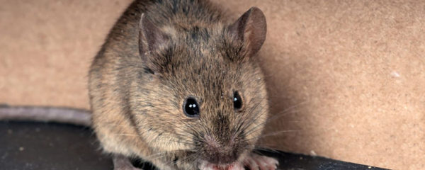 prévenir une invasion de souris