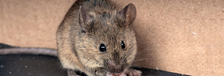 prévenir une invasion de souris