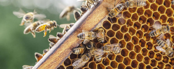 apiculture