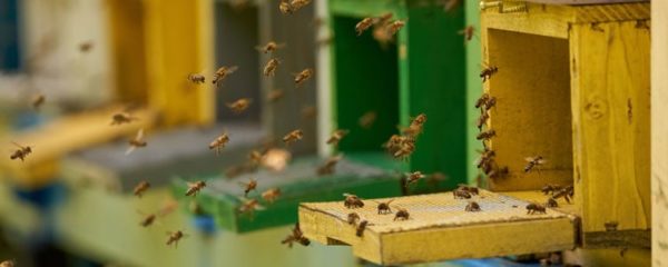 Le parrainage d'une ruche