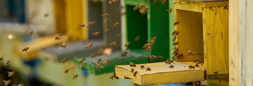 Le parrainage d'une ruche